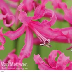 Nerine Bowdenii Collection -Double Tree Store isabel