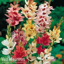 Bumper Spring Bulb Collection -Double Tree Store ixia main1