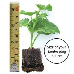 Chrysanthemum 'Incurved Mixed' -Double Tree Store jumboplugsize35