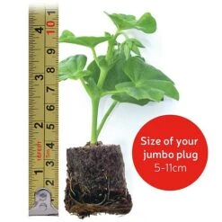 Calendula 'Power Daisy' Collection -Double Tree Store jumboplugsize6