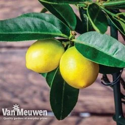 Fruit Meyer Lemon -Double Tree Store lemo 64680v d