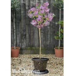 Lilac 'Palibin' -Double Tree Store lilac b