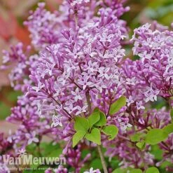 Lilac 'Palibin' -Double Tree Store lilac c
