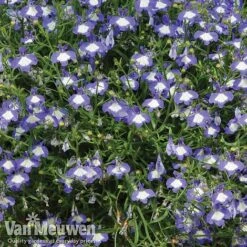 Lobelia 'Waterfall Ice Blue' -Double Tree Store lob waterfall 2