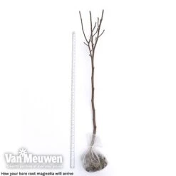 Magnolia 'Red Lucky' -Double Tree Store magnolia arrival