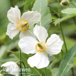 Meconopsis 'Union Jack' Collection -Double Tree Store meco