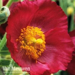Meconopsis 'Union Jack' Collection -Double Tree Store meco3