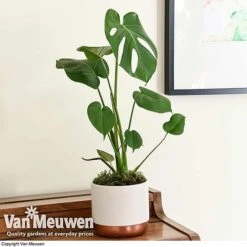 Monstera Deliciosa (House Plant) -Double Tree Store mons vka2925 d