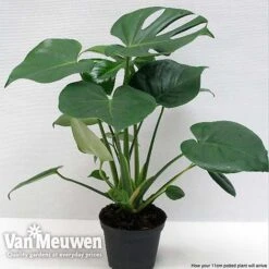 Monstera Deliciosa (House Plant) -Double Tree Store mons vka2925 f