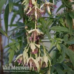 Clematis Napaulensis -Double Tree Store nap