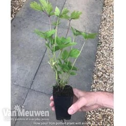 Clematis 'New Love' -Double Tree Store new love