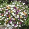 Osteospermum 'Falling Stars'™ -Double Tree Store osteo fall stars
