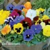 Pansy 'Universal Mixed' F1 Hybrid -Double Tree Store pansy4