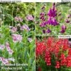 Penstemon 'Ice Cream Collection' -Double Tree Store penstemon icecream