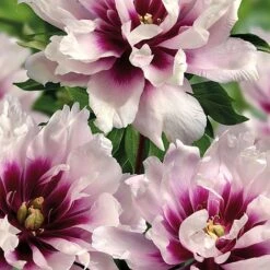 Peony Itoh 'Cora Louise' -Double Tree Store peon