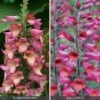 Perennial Foxglove Collection -Double Tree Store perennial foxglove collection