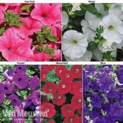 Petunia Surfinia® Collection -Double Tree Store petu 60645 main