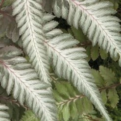 Fantastic Fern 'Pewter Lace' -Double Tree Store pewter21