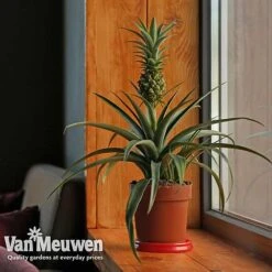 Pineapple Plant -Double Tree Store pine v80761 b