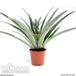 Pineapple Plant -Double Tree Store pine v80761 c