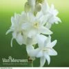Polianthes Tuberosa 'The Pearl' -Double Tree Store polianth tub
