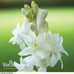 Polianthes Tuberosa 'The Pearl' -Double Tree Store polianth tub1