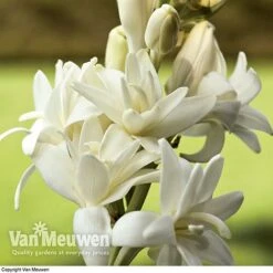 Polianthes Tuberosa 'The Pearl' -Double Tree Store polianth tub2