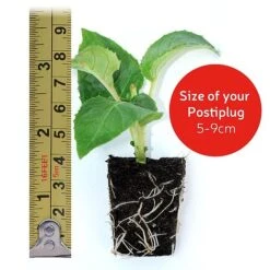 Osteospermum 'Falling Stars'™ -Double Tree Store postiplugsize37