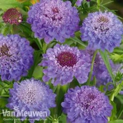Garden Ready Perennial Collection -Double Tree Store scabiosa