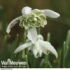 Snowdrops In The Green (Double Flowered) -Double Tree Store snow v18342 b
