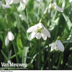 Snowdrops In The Green (Double Flowered) 9 Snowdrops In The Green (Double Flowered) -Double Tree Store snow v18342 e