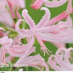 Nerine Bowdenii Collection -Double Tree Store stefani