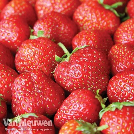 Strawberry 'Elsanta' (Pre-planted Baskets) 4 Strawberry 'Elsanta' (Pre-planted Baskets) - Image 2