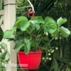 Strawberry 'Elsanta' (Pre-planted Baskets) 2 Strawberry 'Elsanta' (Pre-planted Baskets) -Double Tree Store strawber