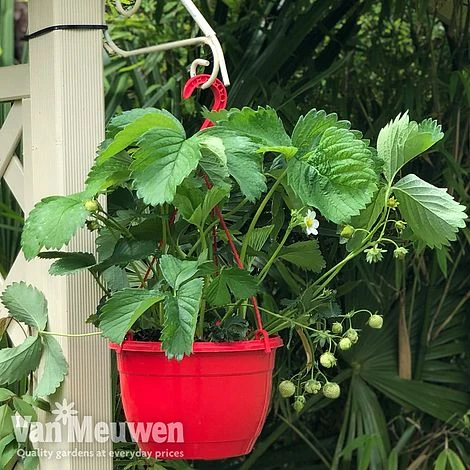 Strawberry 'Elsanta' (Pre-planted Baskets) 3 Strawberry 'Elsanta' (Pre-planted Baskets)