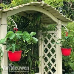 Strawberry 'Elsanta' (Pre-planted Baskets) 13 Strawberry 'Elsanta' (Pre-planted Baskets) -Double Tree Store strawberr