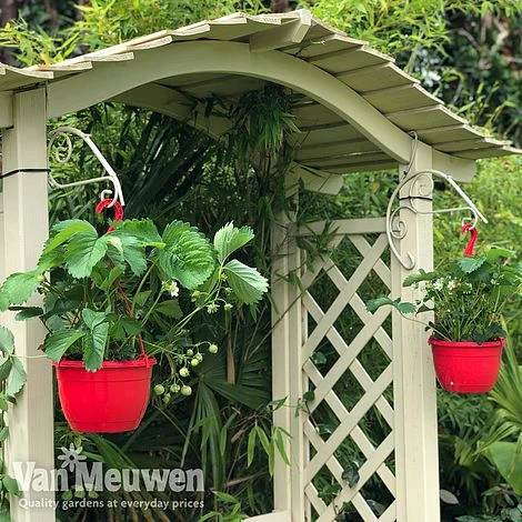 Strawberry 'Elsanta' (Pre-planted Baskets) 7 Strawberry 'Elsanta' (Pre-planted Baskets) - Image 5