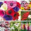 Summer Colour Bulb Collection -Double Tree Store summer bulb V46129 a