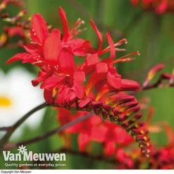 Summer Colour Bulb Collection -Double Tree Store summer bulb V46129 e