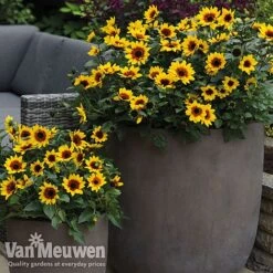 Sunflower SunBelievable™ 'Brown Eyed Girl' -Double Tree Store sunb