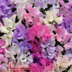 Sweet Pea 'Sweet Dreams Mixed' -Double Tree Store sweet21