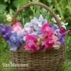 Sweet Pea 'Sweet Dreams Mixed' -Double Tree Store sweet31