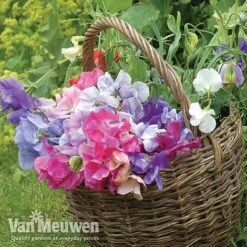 Sweet Pea 'Sweet Dreams Mixed' -Double Tree Store sweet41