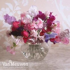 Sweet Pea 'Sweet Dreams Mixed' -Double Tree Store sweet5