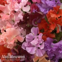 Sweet Pea 'Sweet Dreams Mixed' -Double Tree Store sweet51