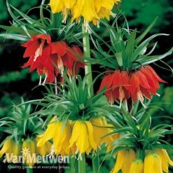 Fritillaria Imperialis 'Collection' -Double Tree Store vfrit duo