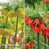 Fritillaria Imperialis 'Collection' -Double Tree Store vm duo