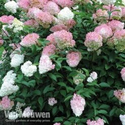 Hydrangea Paniculata 'Vanille Fraise' -Double Tree Store vmvan4