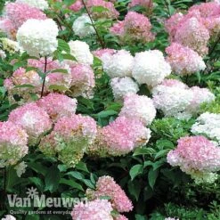 Hydrangea Paniculata 'Vanille Fraise' -Double Tree Store vmvan6