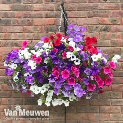Petunia Surfinia® Collection -Double Tree Store vsurf2